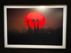 -罗红摄影艺术馆