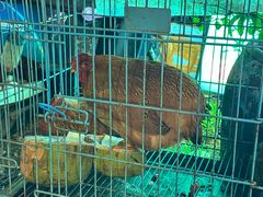 -涠洲岛香蕉鸡