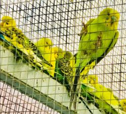 -萌宠亲子动物乐园(槐房万达店)