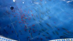 金鱼池-云湖游乐园