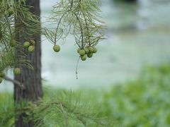 -池杉湖湿地公园