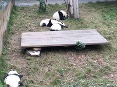 -成都大熊猫繁育研究基地