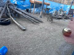 -青藏高原野生动物园