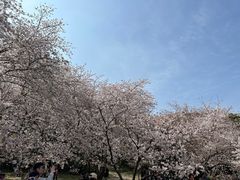 -苏州上方山国家森林公园