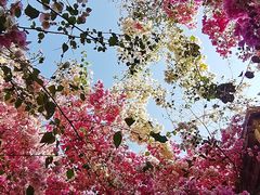 -深圳国际园林花卉博览园