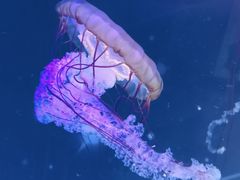 -海合安武汉极地海洋公园