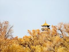 -金塔沙漠胡杨林景区