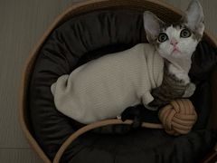 -Bastet sally猫舍购宠(静安店)
