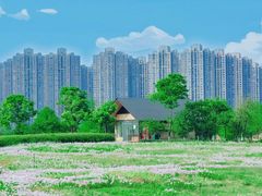 -洋湖国家湿地公园