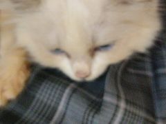 -楼上猫咖(罗湖店)