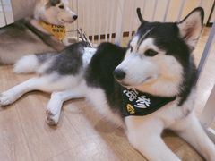 -Husky Go! 哈士奇体验馆·宠物咖啡厅狗咖