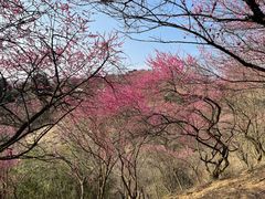 -新建村梅花