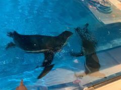 -帝企鹅自助餐厅•儿童岛•真企鹅(长隆企鹅酒店)