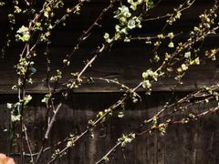 -月栖华明-云间草堂清茶馆(泗泾古镇店)