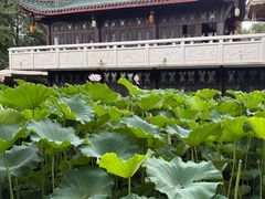 -桂湖森林公园