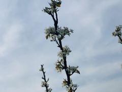 -树山生态村