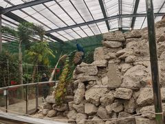 -呀路古热带植物园