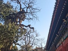 -北京国子监胡同