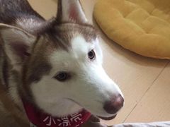 -Husky Go! 哈士奇体验馆·宠物咖啡厅狗咖