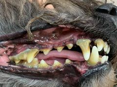 -八公叔叔宠物美容连锁(春申店)