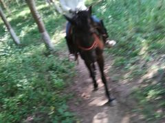 静安马场-沈阳静安马场