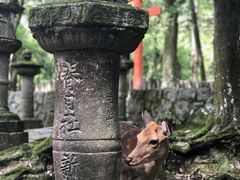-奈良公园