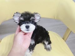 -萌宠之家·腊肠犬·马尔泰·小体犬舍