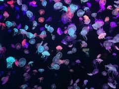 -珠海长隆海洋王国