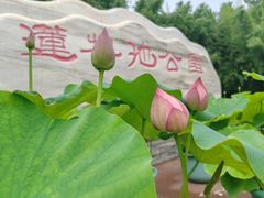 -莲花池公园