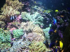 -迪拜水族馆及水下动物园