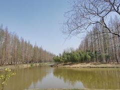 -黄海国家森林公园