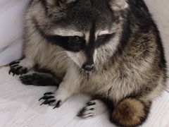 -浣熊柯尔鸭土拨鼠·电玩咖