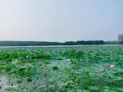 -丁香湖公园