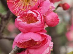 -八大山人梅湖景区