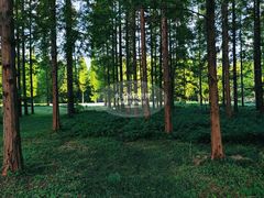 -黄海国家森林公园