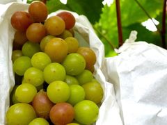 -马陆小张葡萄园农家乐