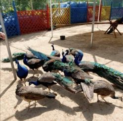 -萌宠亲子动物乐园(槐房万达店)