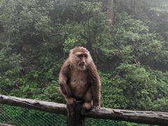 -峨眉山风景名胜区