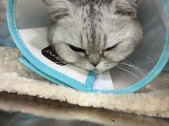 -四月宠物医院·猫专科·心脏专科·内科(转塘店)