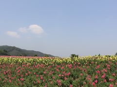 -径山花海