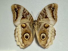 -上海昆虫博物馆