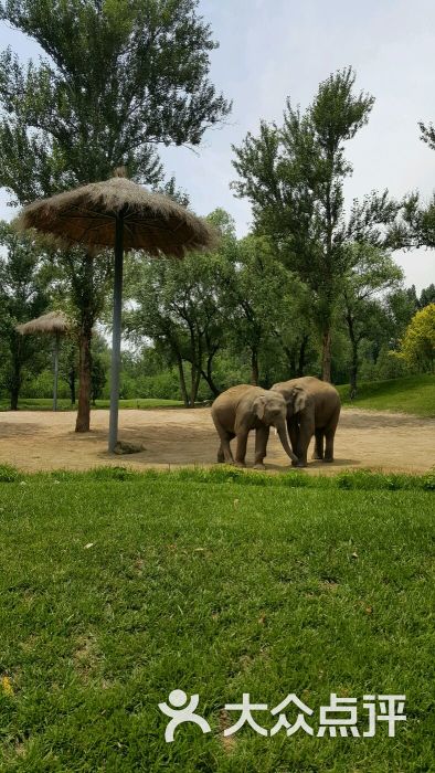 北京野生動物園-圖片-北京周邊遊-大眾點評網