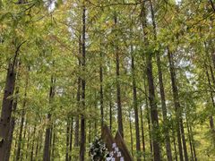 -黄海国家森林公园