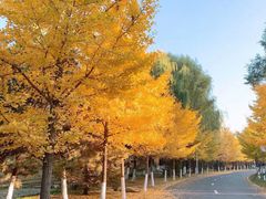 -长白岛森林公园