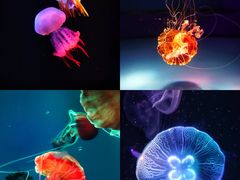 -海合安成都极地海洋公园
