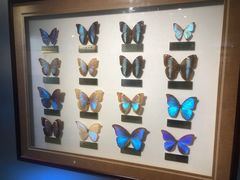 -上海昆虫博物馆