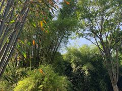 -望江楼公园