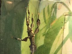 -上海大自然野生昆虫馆(东方明珠·爬宠昆虫探索中心)