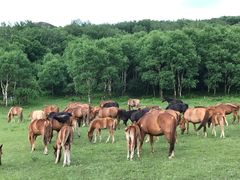 -塞罕坝国家级自然保护区