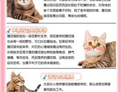-lincat·猫舍(广州店)